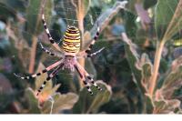 Argiope bruennichi