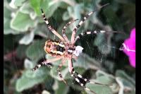 Argiope bruennichi