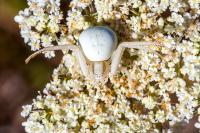 Misumena vatia
