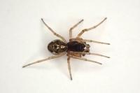 Pachygnatha degeeri