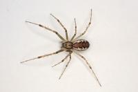 Linyphia triangularis