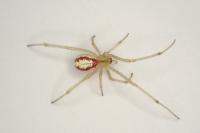 Enoplognatha latimana