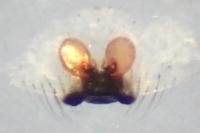Enoplognatha latimana
