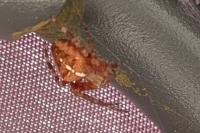 Araneus diadematus