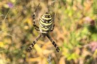 Argiope bruennichi