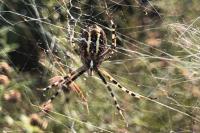 Argiope bruennichi
