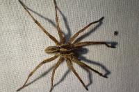Hogna radiata