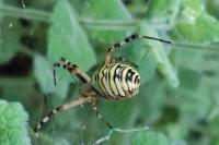 Argiope bruennichi