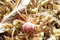 Araneus quadratus
