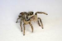 Philaeus chrysops