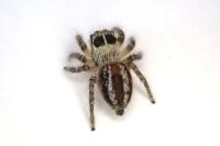 Philaeus chrysops