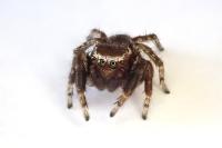 Evarcha laetabunda