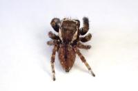 Evarcha laetabunda