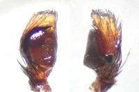 Evarcha laetabunda