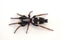 Aphantaulax trifasciata