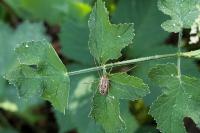 Opilio