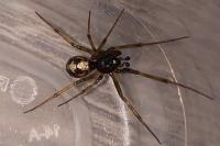 Steatoda triangulosa