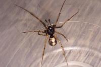 Steatoda triangulosa