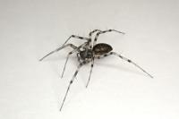 Lepthyphantes minutus