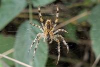 Araneus diadematus