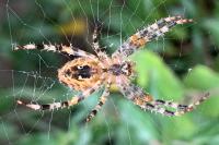 Araneus diadematus