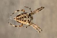 Araneus diadematus