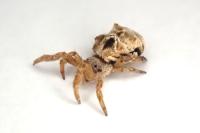 Hyptiotes flavidus