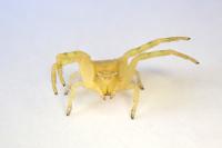 Thomisus onustus