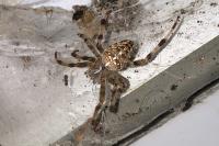 Araneus diadematus