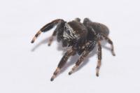 Evarcha arcuata