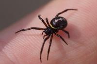 Steatoda paykulliana