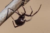 Steatoda paykulliana