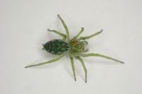 Nigma walckenaeri