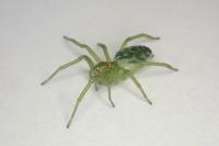 Nigma walckenaeri