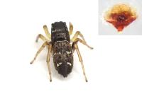 Heliophanus cupreus