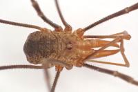 Phalangium opilio