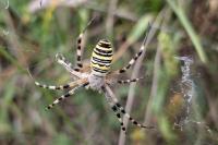 Argiope bruennichi