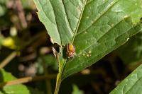 Carrhotus xanthogramma