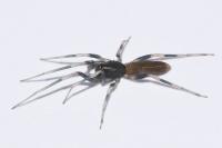 Harpactea hombergi