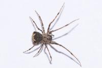 Ero tuberculata