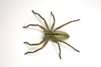 Micrommata ligurina