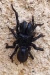 Atypus