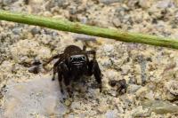 Evarcha arcuata