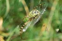 Argiope bruennichi