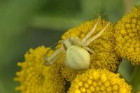 Misumena vatia