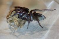 Scotophaeus scutulatus