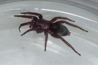 Scotophaeus scutulatus