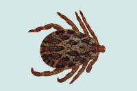 Dermacentor marginatus