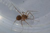 Scytodes thoracica