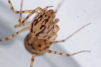 Scytodes thoracica